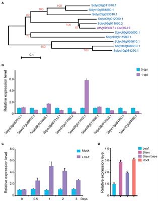 Overexpression of Lectin Receptor-Like Kinase 1 in Tomato Confers Resistance to Fusarium oxysporum f. sp. Radicis-Lycopersici